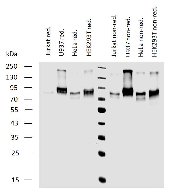 11-135_WB