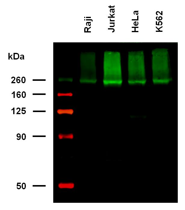 1B-315_WB_appl