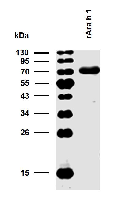 10-P202_WB