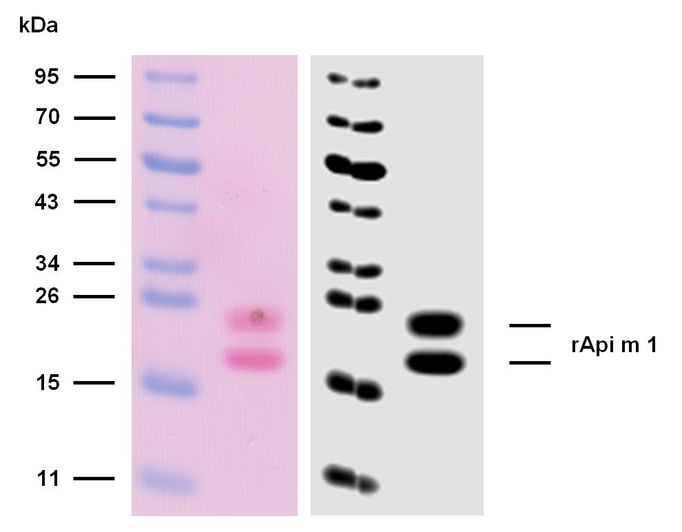 10-P195_WB_Ponceau