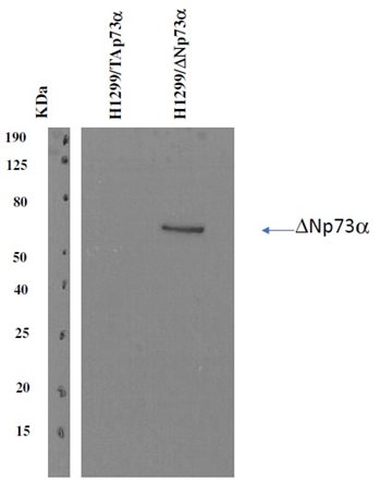 p73.jpg