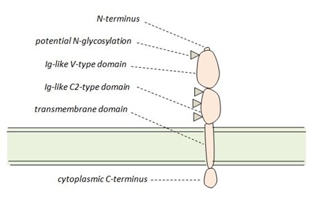 PD-L1.jpg