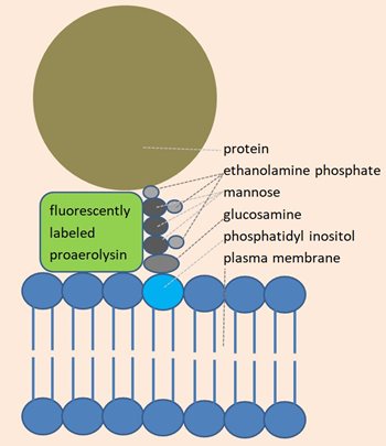 Fig-1.jpg