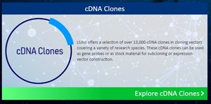 cDNA.jpg