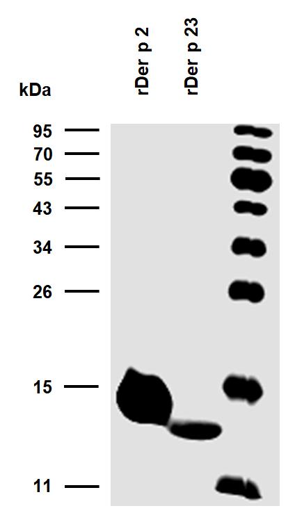 10-P211_WB