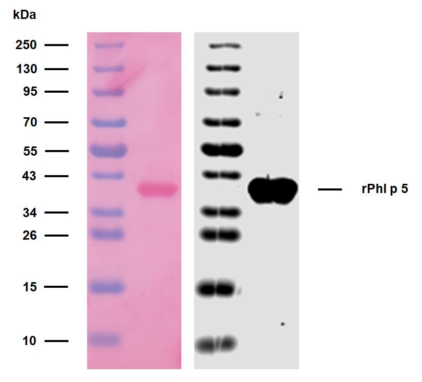 10-P175_WB_Ponceau