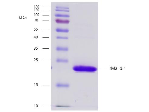 10-P194_čistota