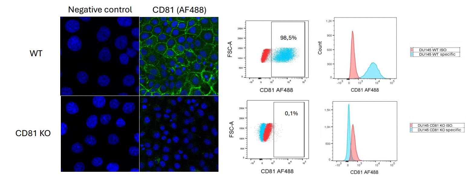 A4-558_FC_ICC_knock-out