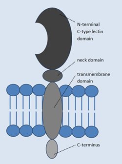 Fig-1.jpg