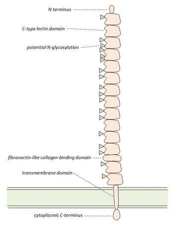 CD222_schematic.jpg