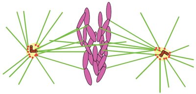 Microtubules-1.jpg