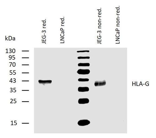 Anti-HLA-G Purified