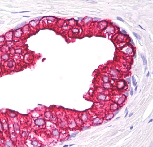 Anti-Cytokeratin 5/8 Purified