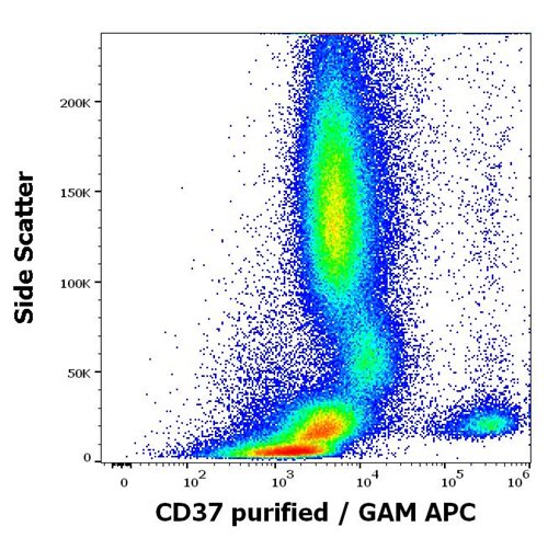 Anti-Hu CD37 Purified