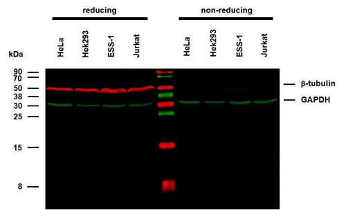 Anti-beta-Tubulin Purified