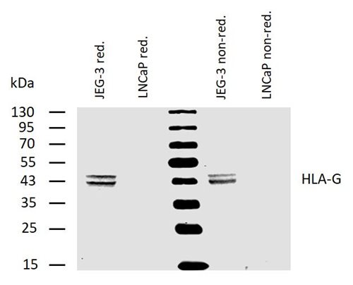 Anti-HLA-G Purified