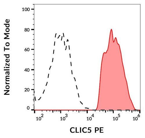 Anti-CLIC5 PE