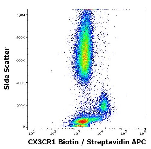 Anti-Hu CX3CR1 Biotin