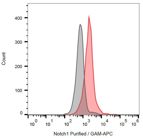 Anti-Notch1 Purified