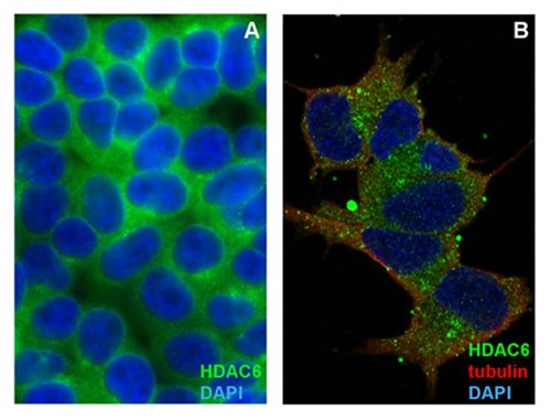 Anti-HDAC6 Purified