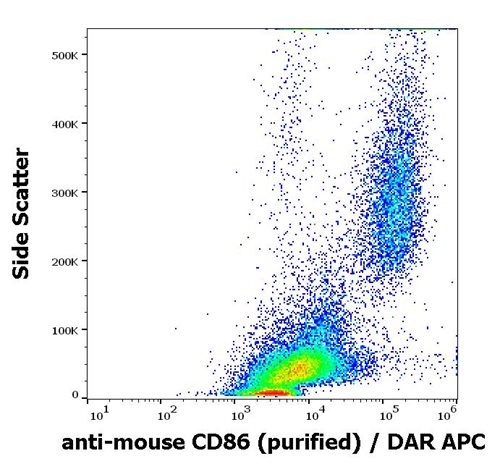 Anti-Ms CD86 Purified