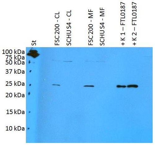 Anti-FTL0187 (F. tularensis ssp. holarctica) Purified