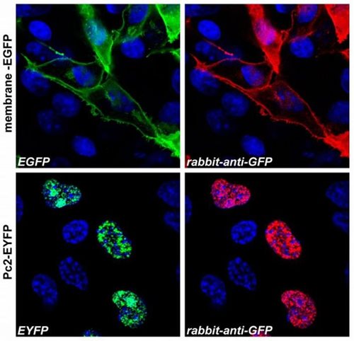 Anti-GFP Purified