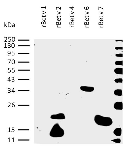 rBet v 7 (Betula verrucosa 7.0101)