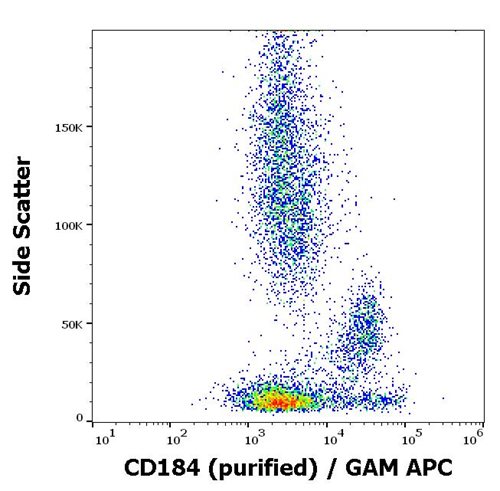 Anti-Hu CD184 Purified