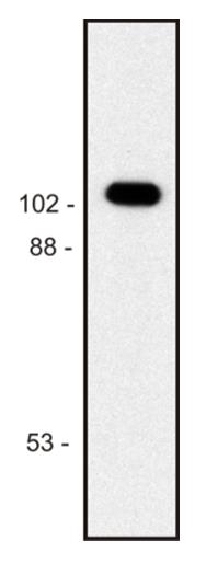 Anti-beta-Galactosidase (E. coli) Purified