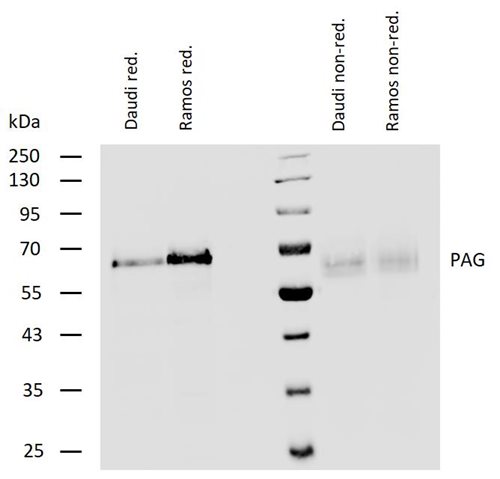 Anti-PAG1 Purified