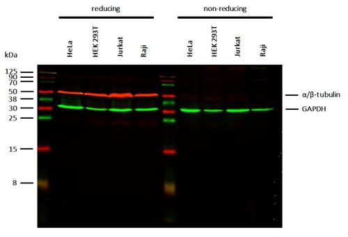 Anti-alpha/beta-Tubulin dimer Purified