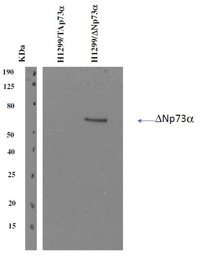 Anti-Hu deltaNp73 Purified