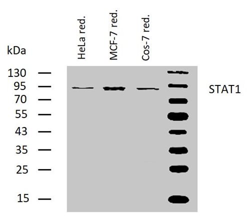 Anti-STAT1 Purified