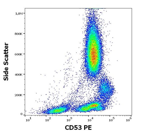 Anti-Hu CD53 PE