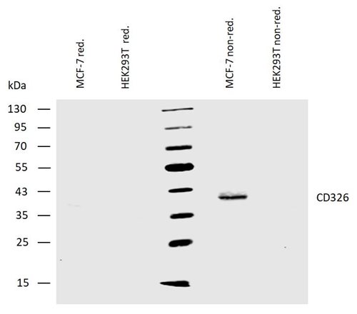 Anti-Hu CD326 Purified