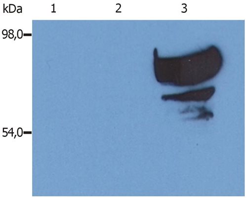 Anti-Por Transferrin Purified