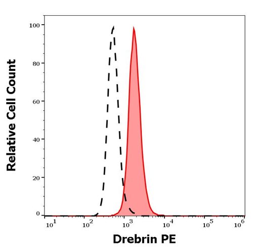 Anti-Drebrin PE