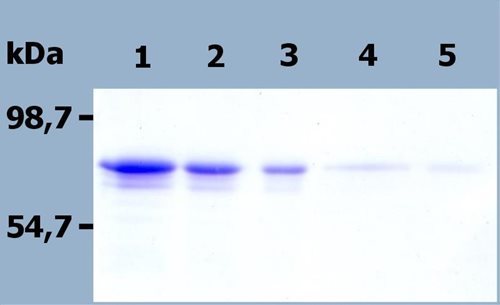 Recombinant human Cbp / PAG