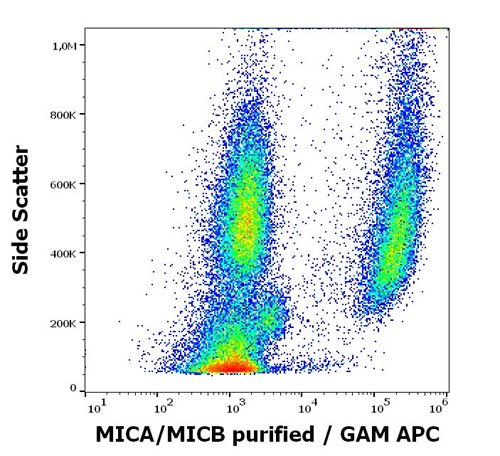 Anti-MICA/MICB Purified