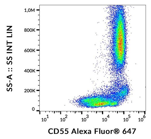 Anti-Hu CD55 Alexa Fluor<sup>®</sup> 647