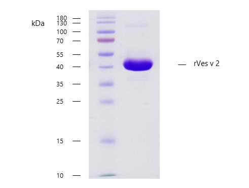 rVes v 2 (Vespula vulgaris 2.0101)