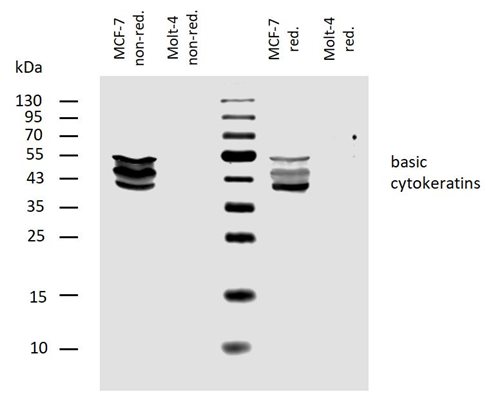 Anti-Basic Cytokeratins Purified