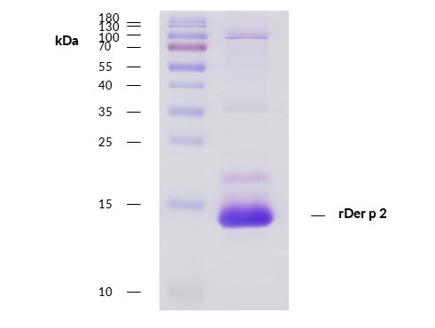 rDer p 2 (Dermatophagoides pteronyssinus 2.0101)