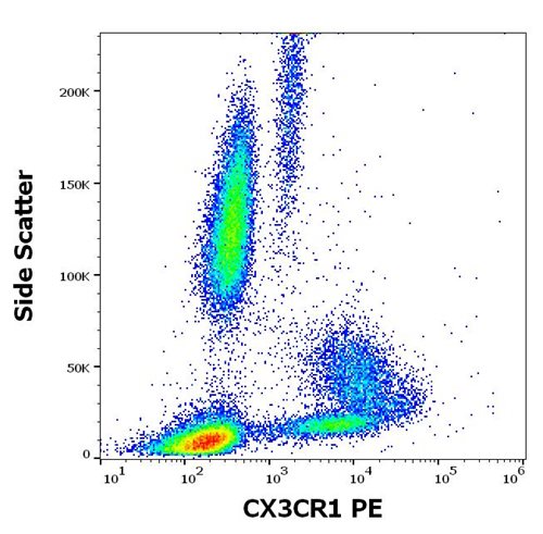 Anti-Hu CX3CR1 PE