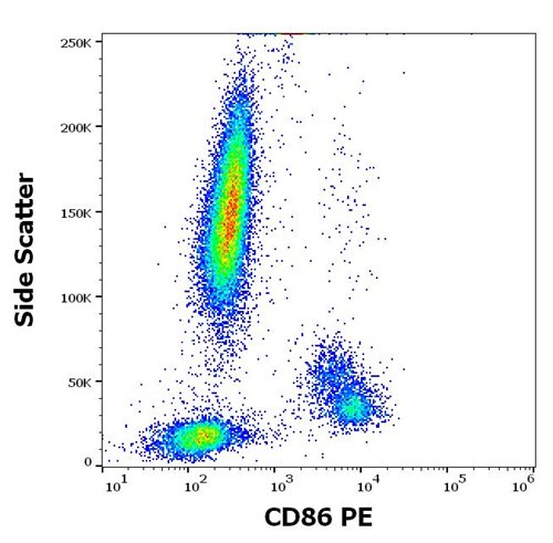 Anti-Hu CD86 PE