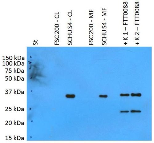 Anti-PilT (F. tularensis ssp. tularensis) Purified