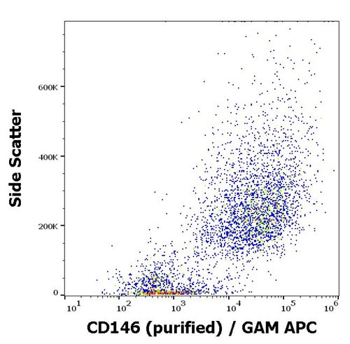 Anti-Hu CD146 Purified