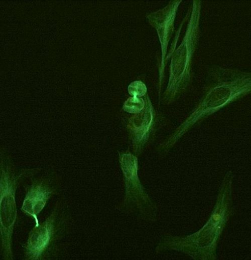 Anti-alpha-Tubulin Alexa Fluor<sup>®</sup> 488