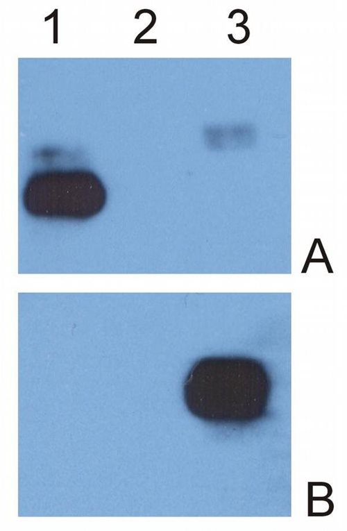 Anti-Hu IgG (Fc) Purified